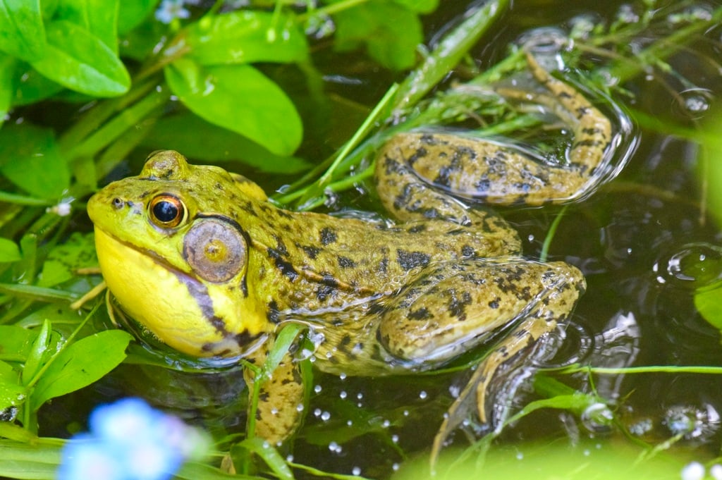 Green frog photograph: adult; back ridges visible. Back ridges extend rearward from behind the eyes