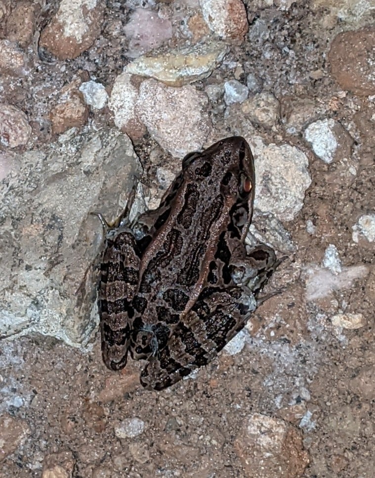 Pickerel frog photograph: dorsal view; squarish spots. Two rows of roughly rectangular dark back spots