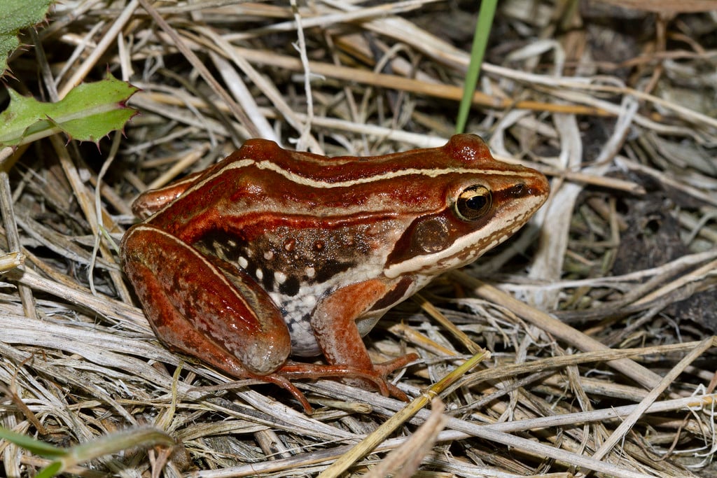 Wood frog photograph: adult; dark eye mask. Dark eye mask on a tan or brown face