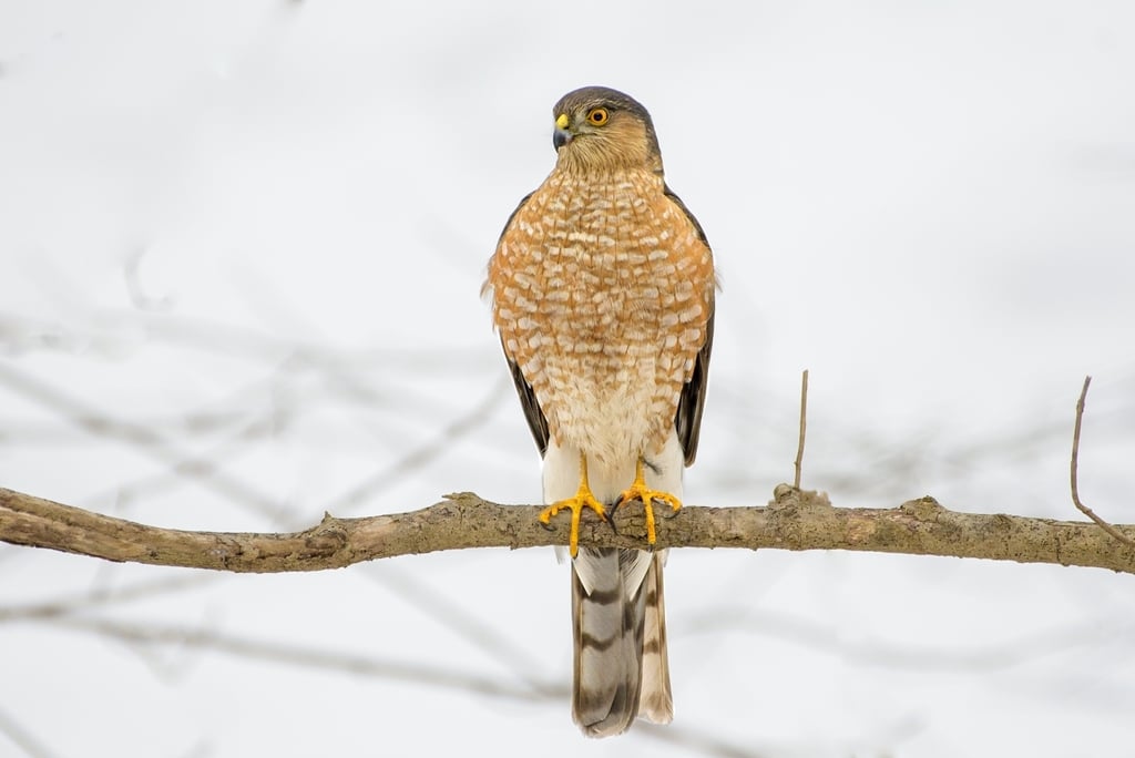 Sharp-shinned Hawk photograph: adult plumage; front view. Adult: small head, barred chest, long tail