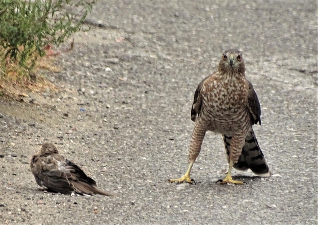 Cooper's Hawk photograph: barred-breast bird; front view. Adult: gray back, barred chest, rounded tail tip