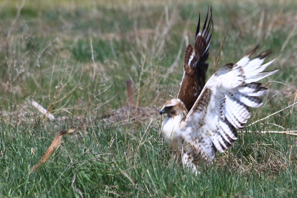 Red-tailed Hawk photograph: red-tailed bird landing. Adult: rusty tail; pale body with darker belly band
