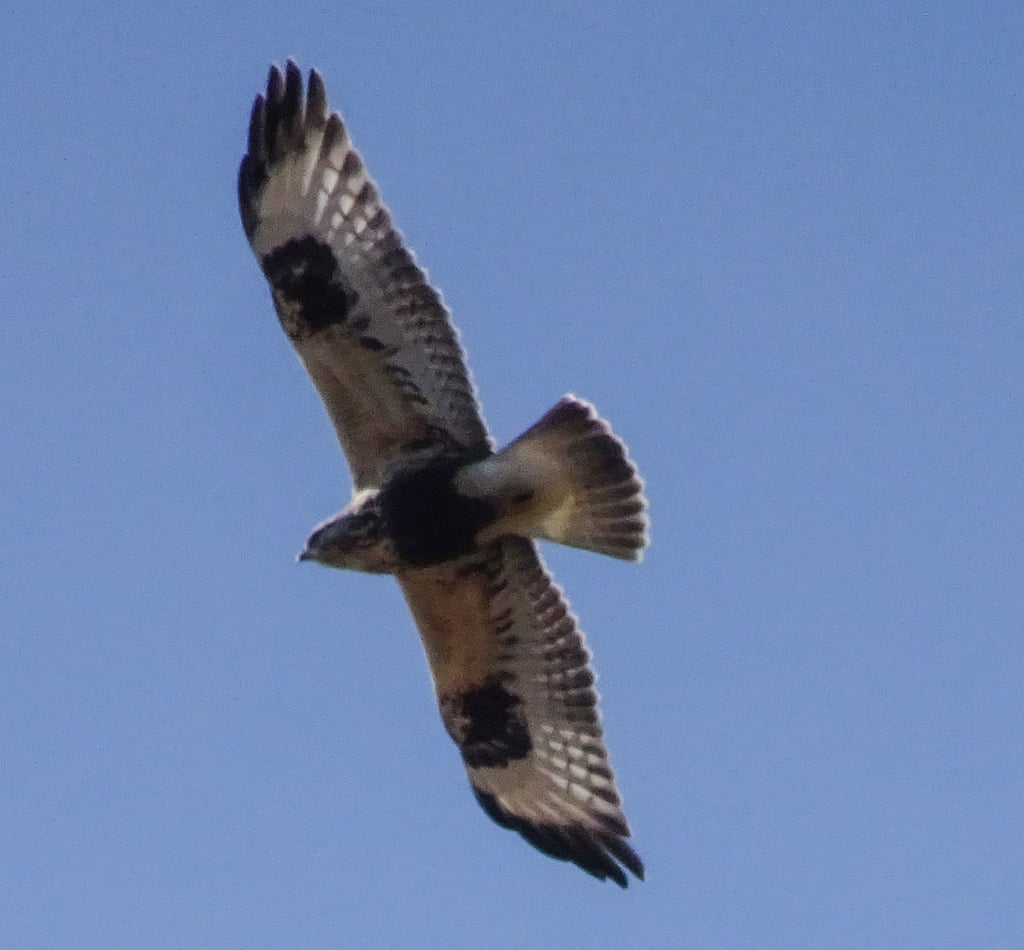 Rough-legged Hawk photograph: light-morph bird in flight. Light form: dark wrist patches; pale tail base