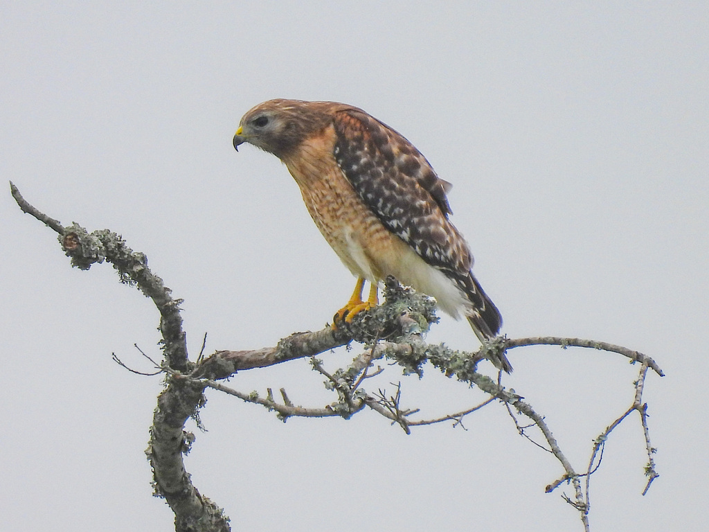 Red-shouldered Hawk photograph: adult; perched side view. Adult: reddish barred breast and black-white tail