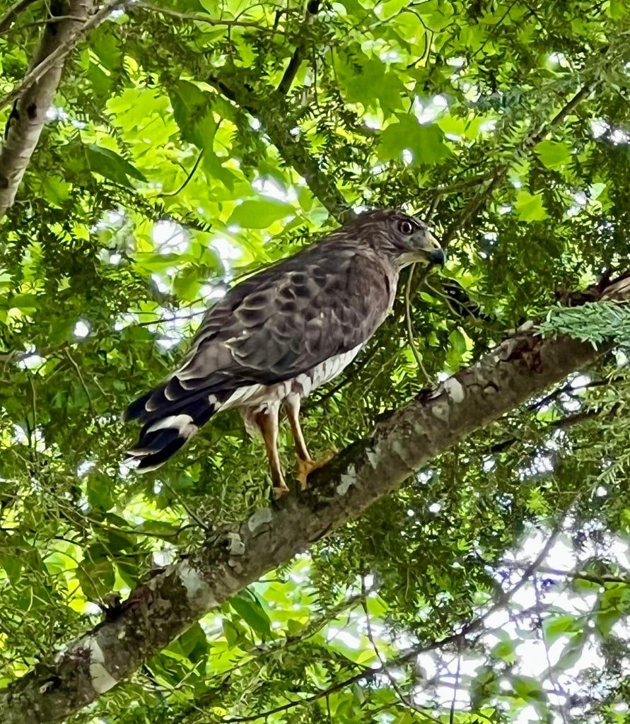 Broad-winged Hawk photograph: perched bird; tail bands visible. Adult: broad pale tail band and compact buteo shape