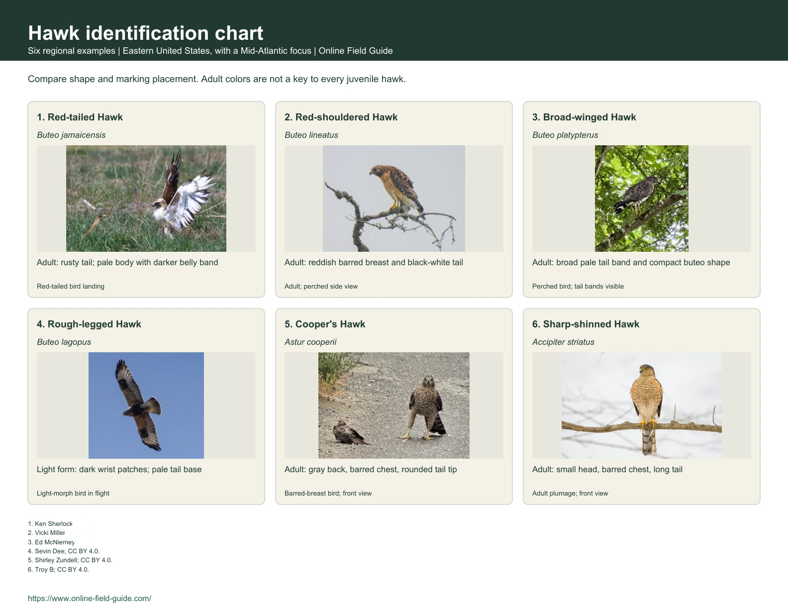 Hawk Identification Chart: 6 Eastern-US Hawks Identification chart with six hawk examples, names and visual clues.