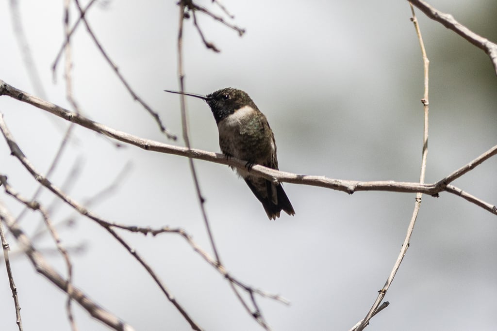 Black-chinned Hummingbird photograph: male; dark throat at this angle. Male: black throat with a violet lower edge
