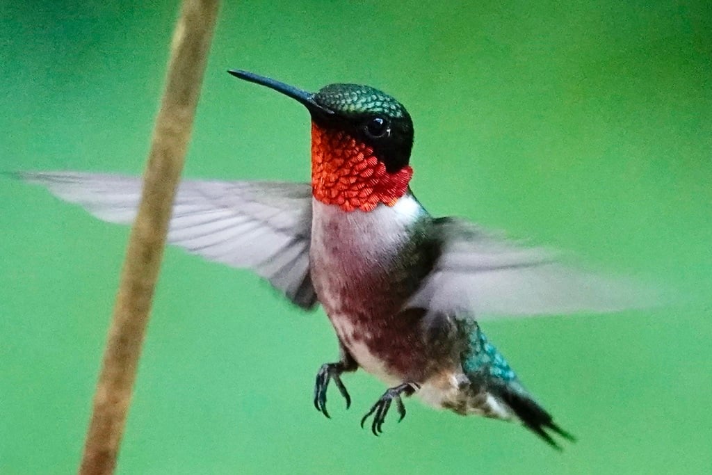 Ruby-throated Hummingbird photograph: adult male in flight; ruby throat lit. Male: red throat, black chin line and green back