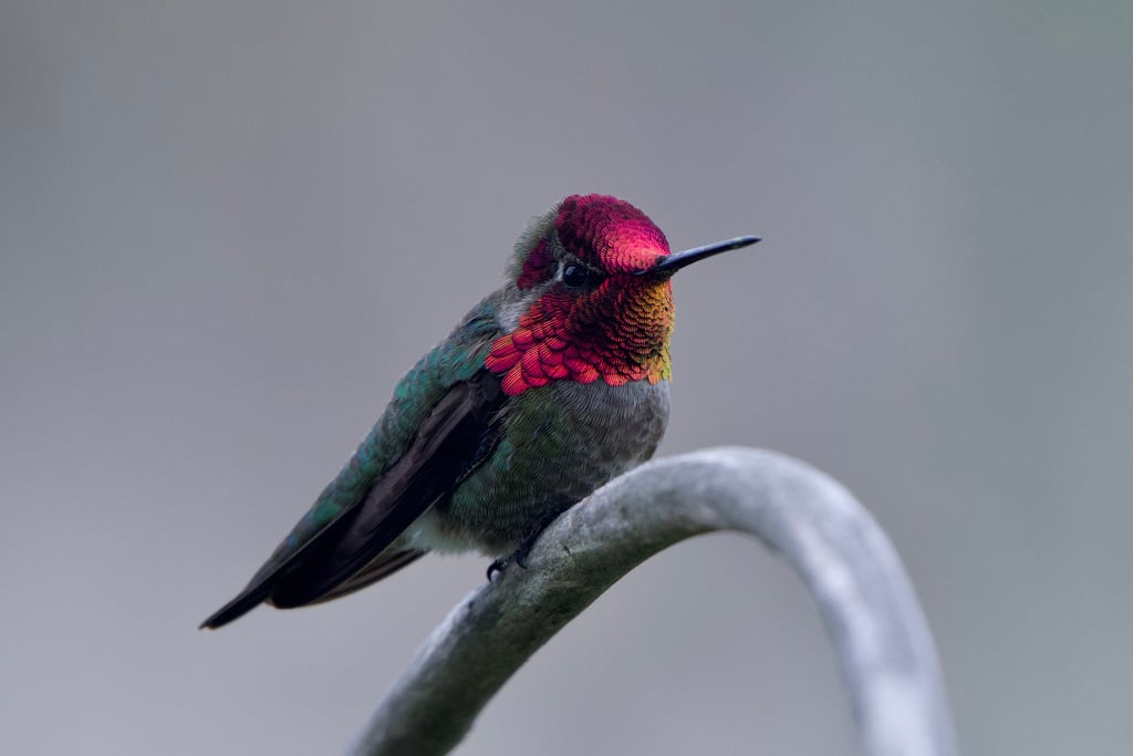 Anna's Hummingbird photograph: adult male; crown and throat lit. Male: rose-red crown and throat