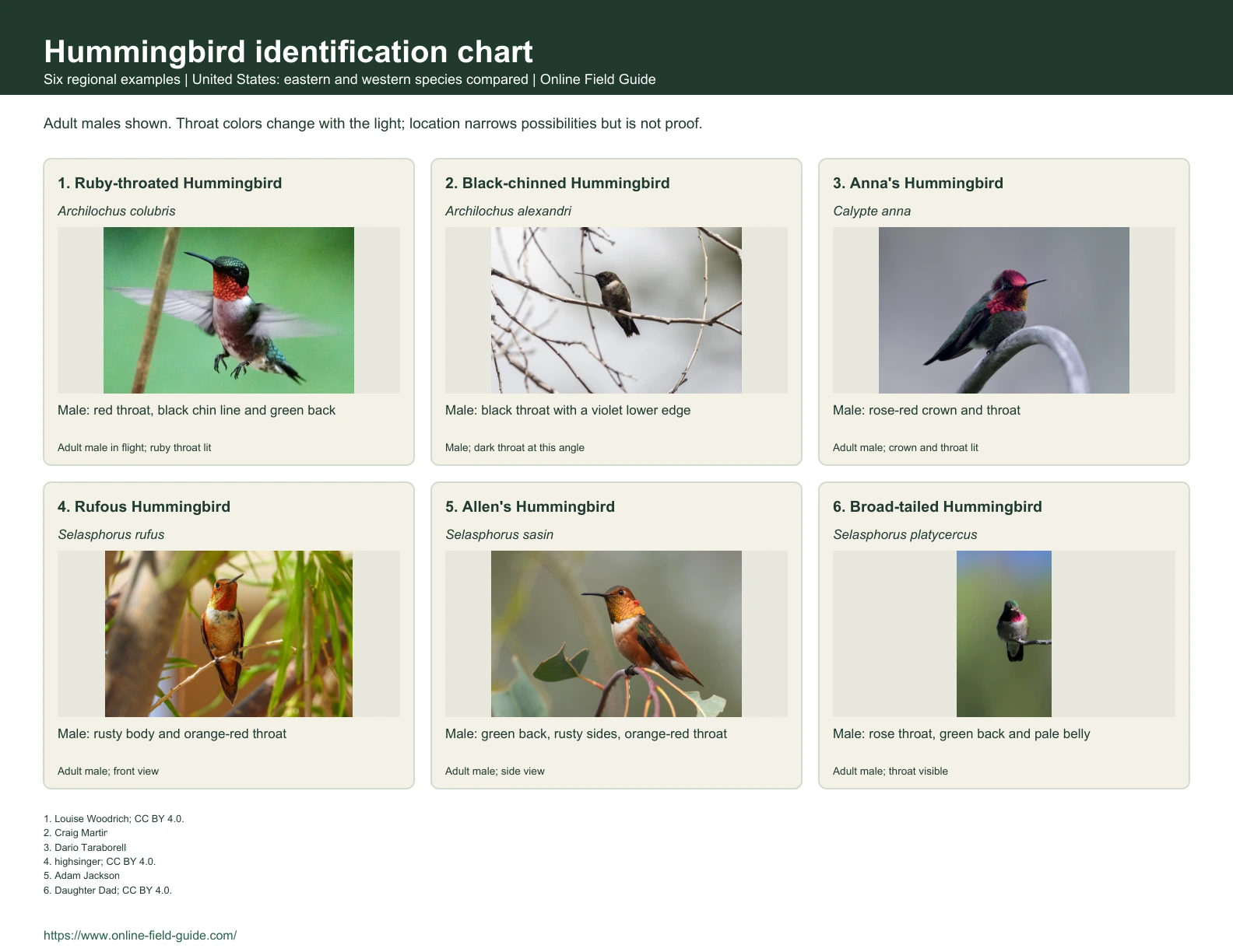 Identification chart with six hummingbird examples, names and visual clues.