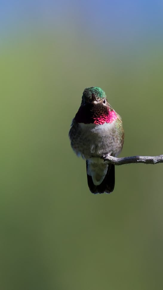 Broad-tailed Hummingbird photograph: adult male; throat visible. Male: rose throat, green back and pale belly