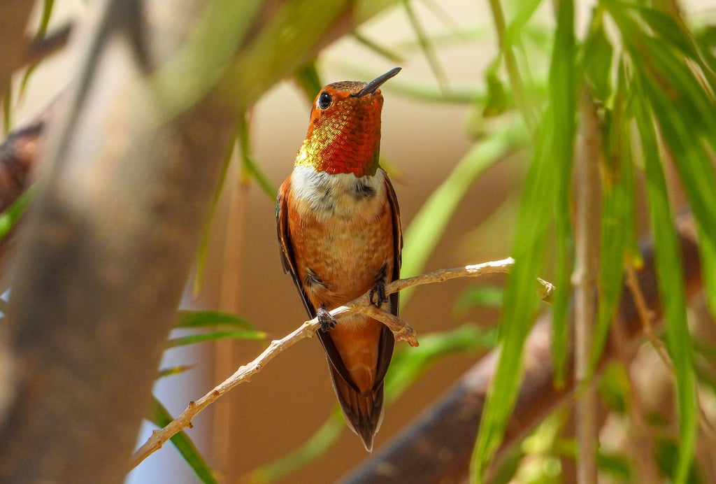Rufous Hummingbird photograph: adult male; front view. Male: rusty body and orange-red throat