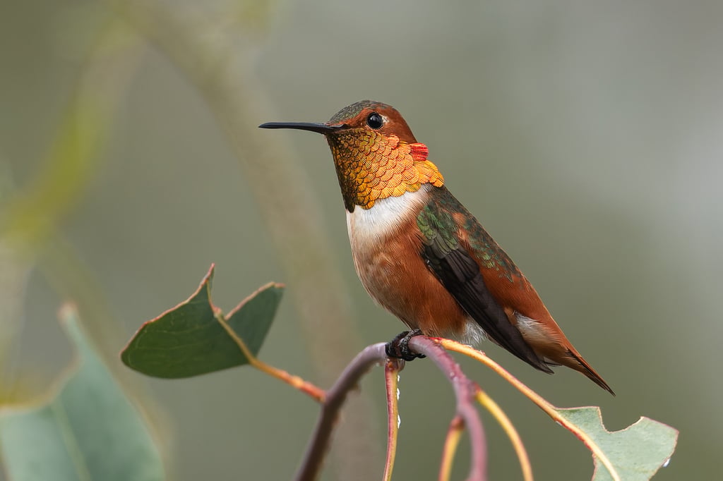 Allen's Hummingbird photograph: adult male; side view. Male: green back, rusty sides, orange-red throat