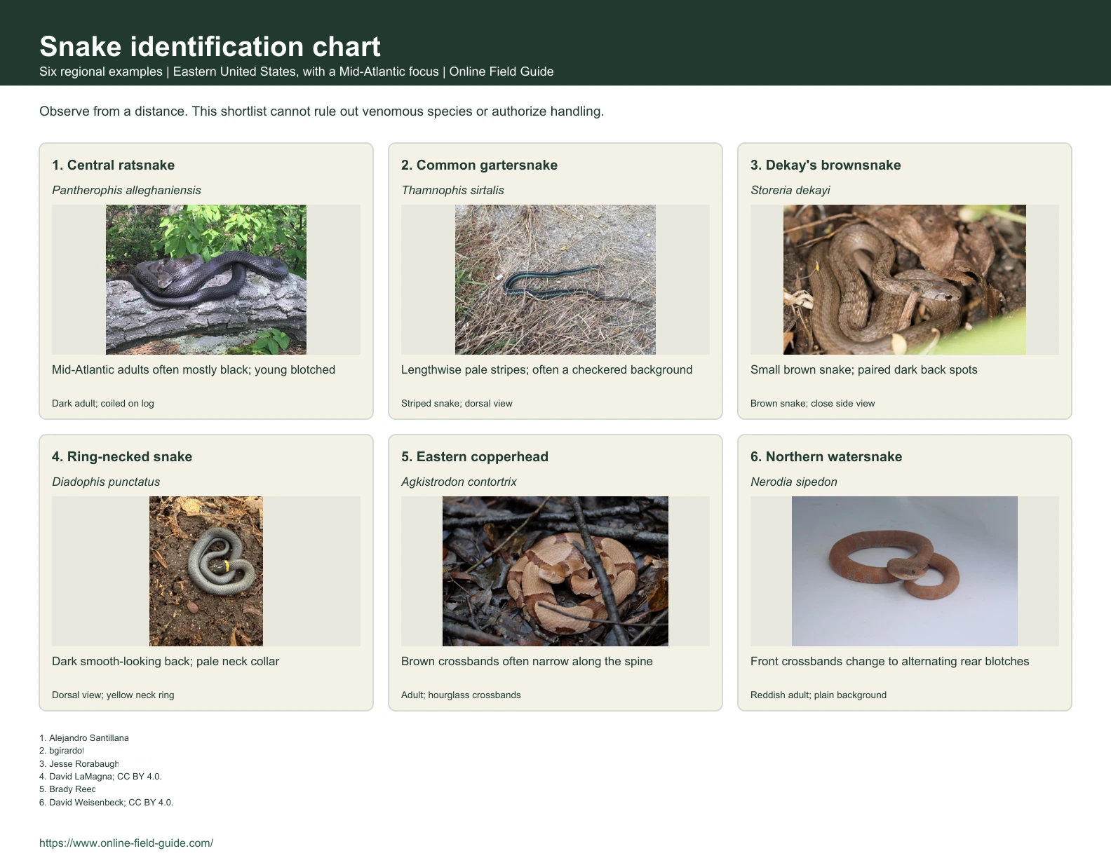 Snake Identification Chart: 6 Eastern-US Snakes and Lookalikes Identification chart with six snake examples, names and visual clues.