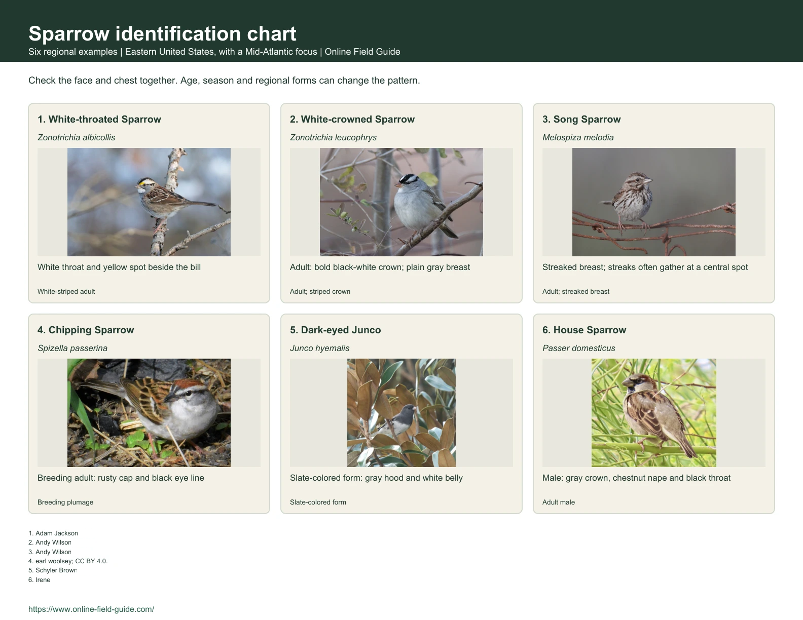 Sparrow Identification Chart: 6 Eastern-US Backyard Birds Identification chart with six sparrow examples, names and visual clues.