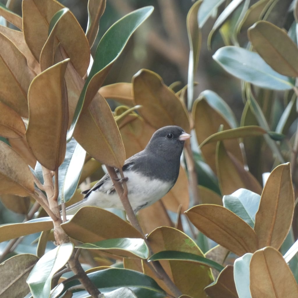Dark-eyed Junco photograph: slate-colored form. Slate-colored form: gray hood and white belly