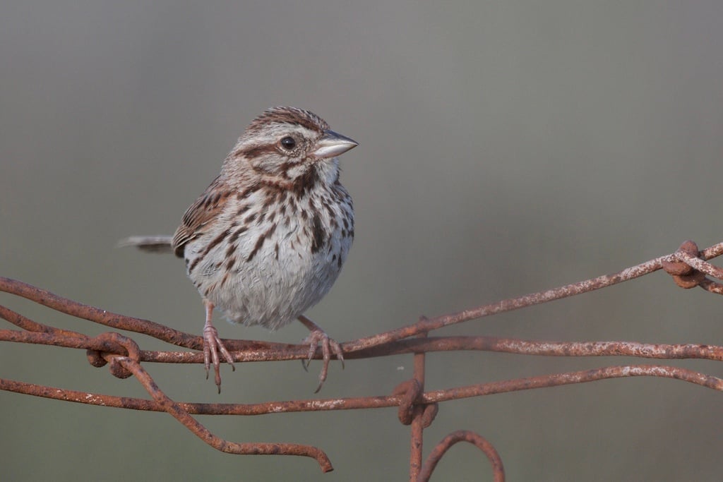 Song Sparrow photograph: adult; streaked breast. Streaked breast; streaks often gather at a central spot