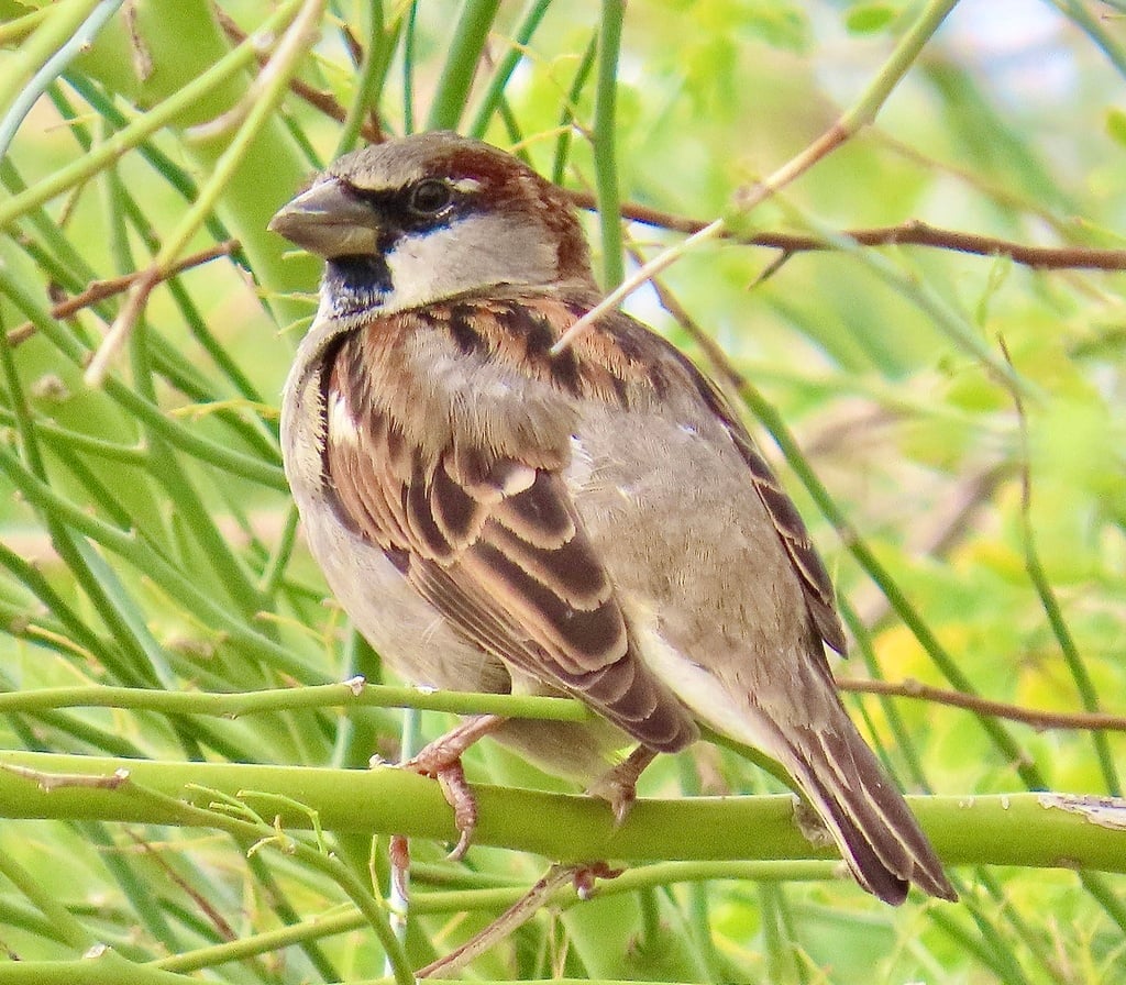 House Sparrow photograph: adult male. Male: gray crown, chestnut nape and black throat