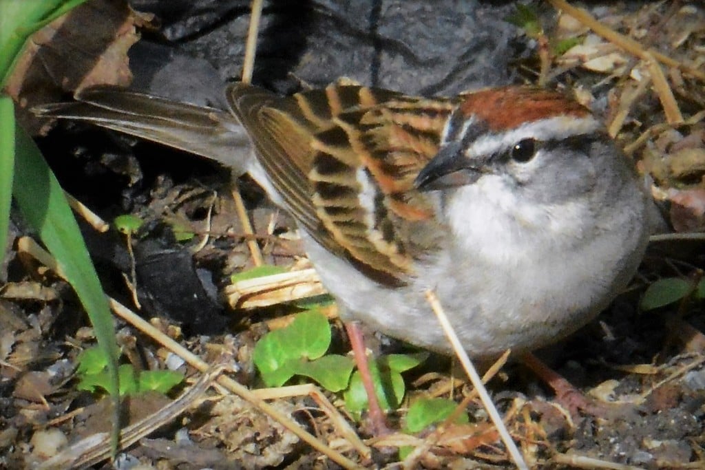 Chipping Sparrow photograph: breeding plumage. Breeding adult: rusty cap and black eye line