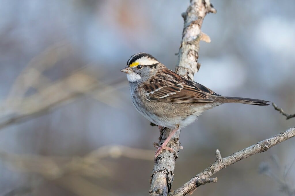 White-throated Sparrow photograph: white-striped adult. White throat and yellow spot beside the bill