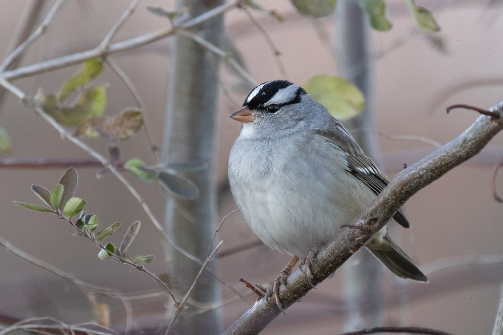 White-crowned Sparrow photograph: adult; striped crown. Adult: bold black-white crown; plain gray breast