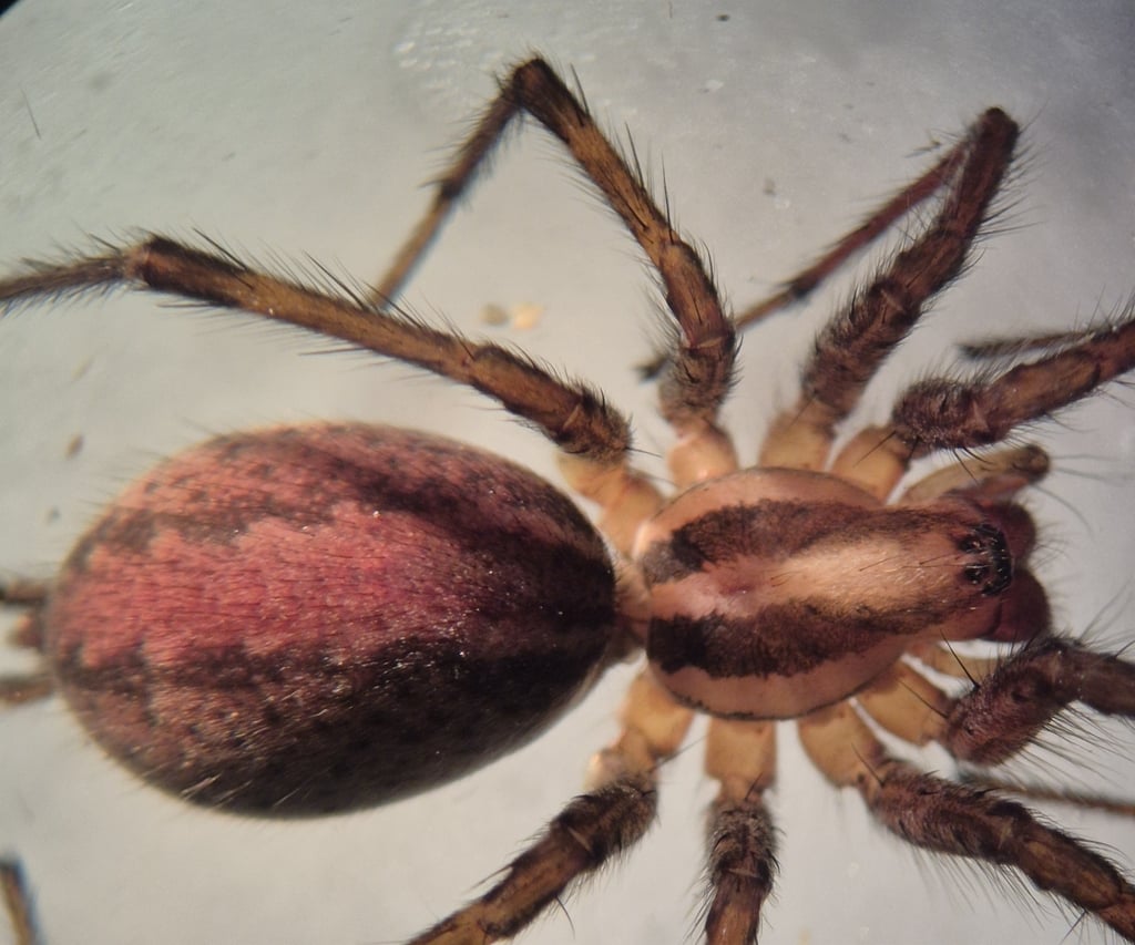 Grass spiders photograph: grass spider specimen; dorsal view. Sheet web with a funnel; long rear spinnerets