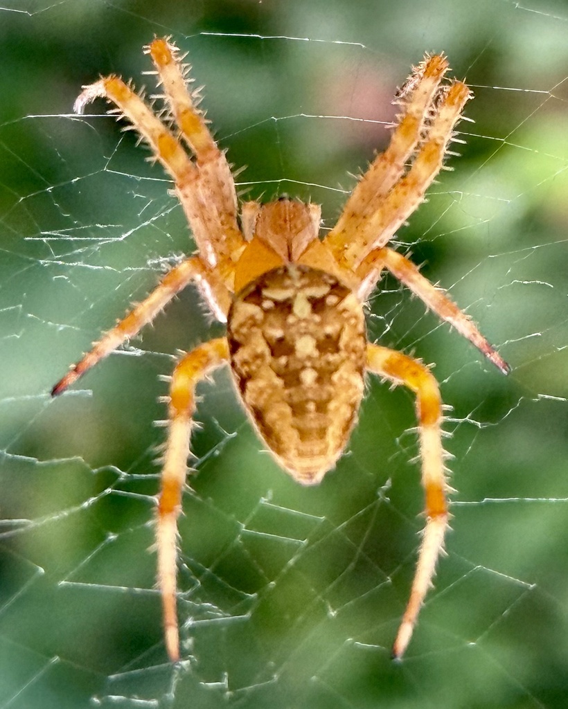 Cross orbweaver photograph: dorsal view; white cross. Pale dots form a cross on a rounded abdomen
