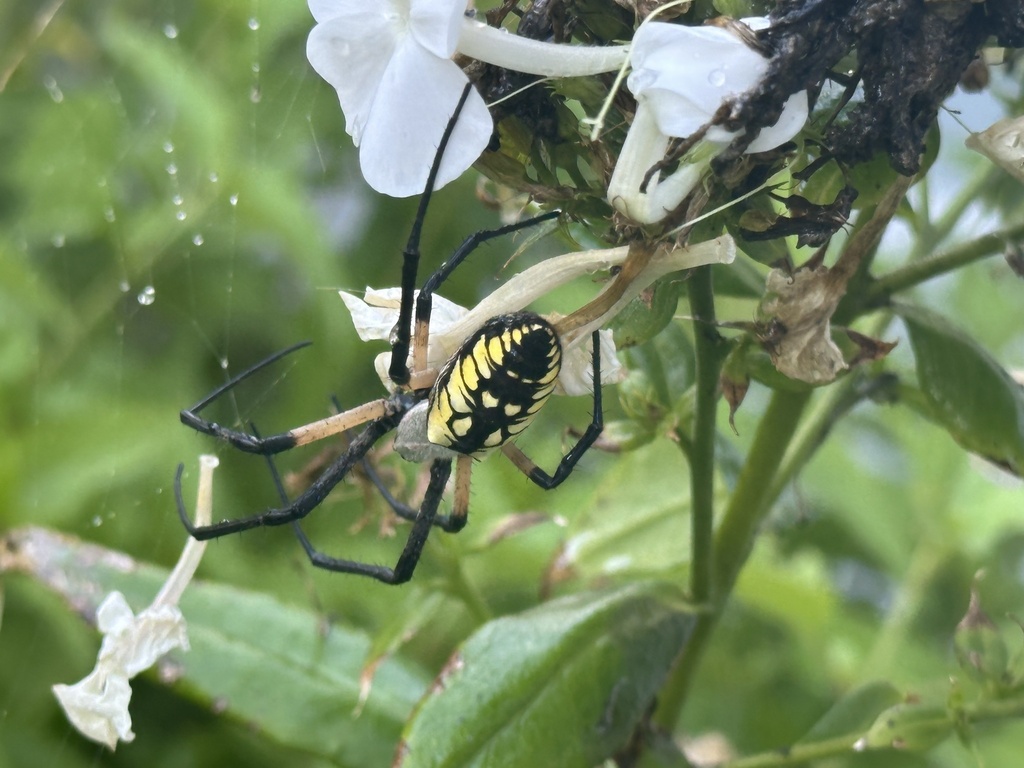 Yellow garden spider photograph: black-yellow abdomen; side view. Yellow-and-black abdomen; large vertical orb web