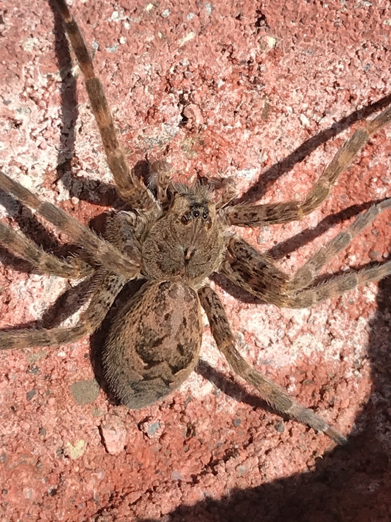 Dark fishing spider photograph: dorsal view; legs spread. Large brown-gray hunter with banded legs