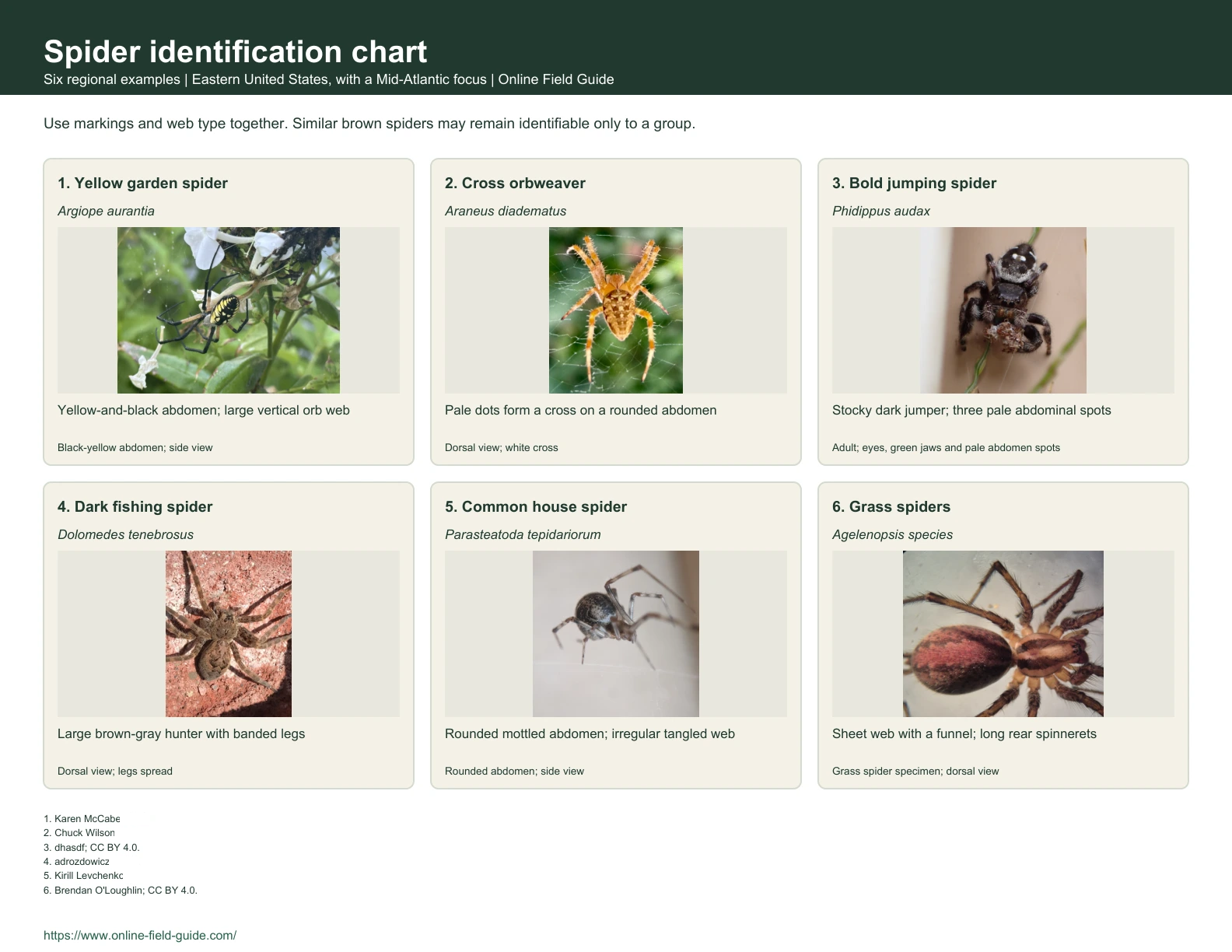 Spider Identification Chart: 6 Eastern-US Spiders and Groups Identification chart with six spider examples, names and visual clues.