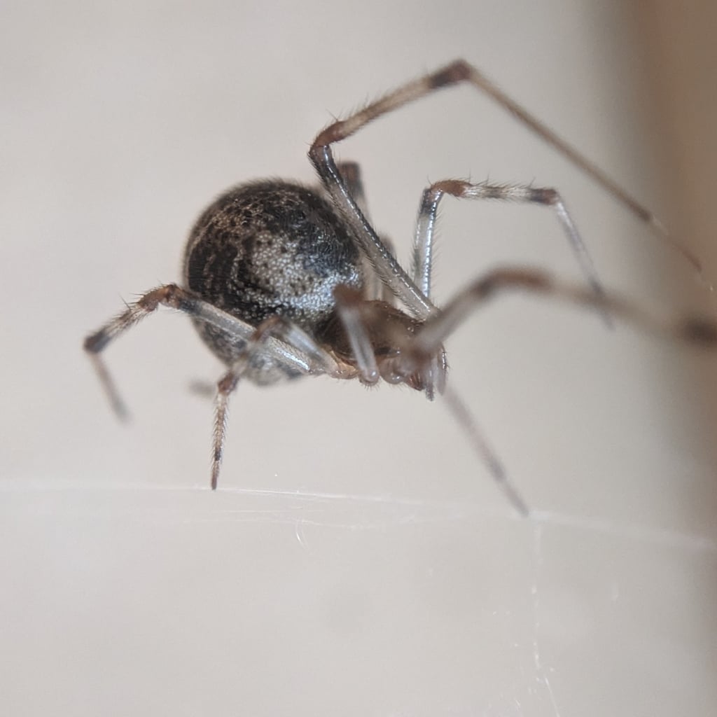 Common house spider photograph: rounded abdomen; side view. Rounded mottled abdomen; irregular tangled web