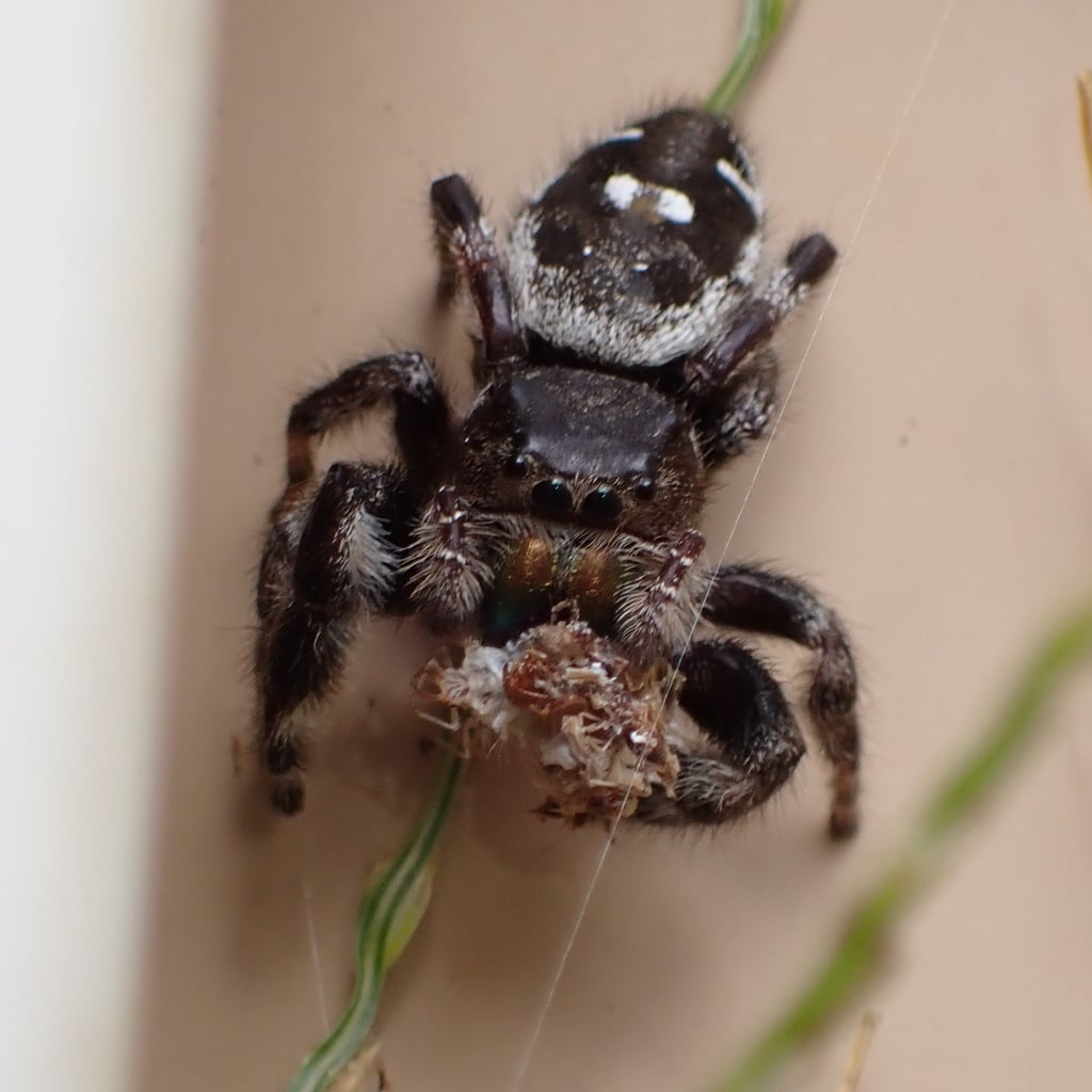 Bold jumping spider photograph: adult; eyes, green jaws and pale abdomen spots. Stocky dark jumper; three pale abdominal spots