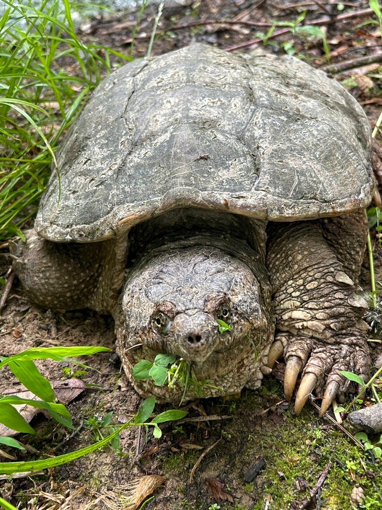 Snapping turtle photograph: adult; front view. Large head; long tail with a jagged upper ridge