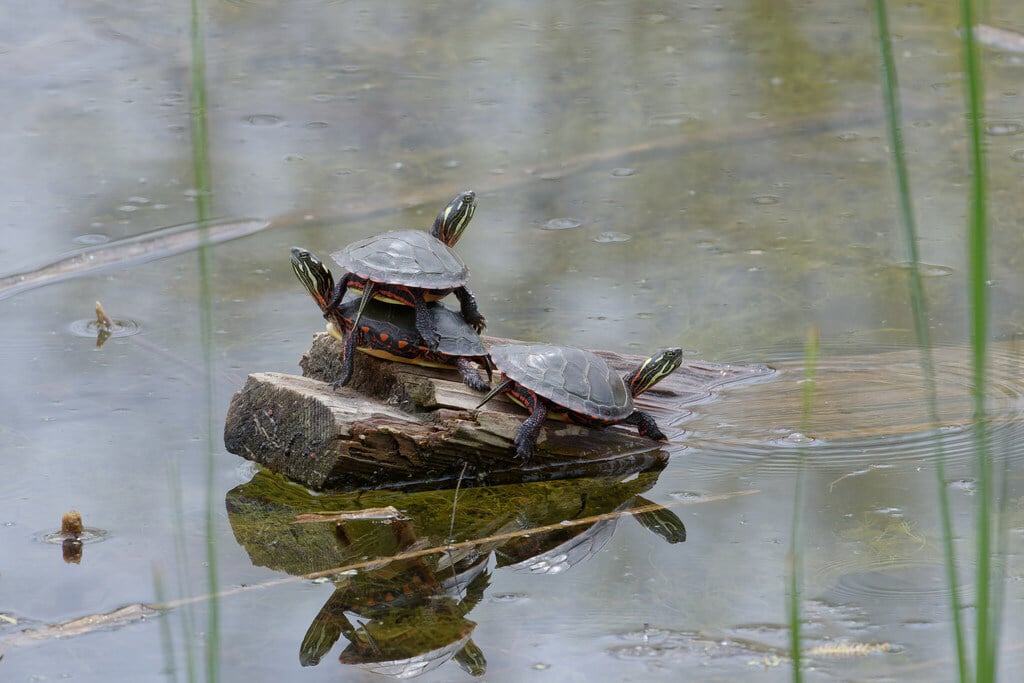 Painted turtle photograph: painted turtles basking together. Smooth dark shell; red edge and yellow head marks