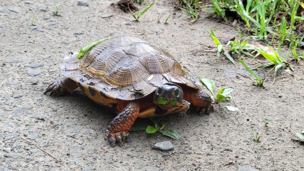 Wood turtle photograph: adult; sculpted shell and orange legs. Sculptured ridged shell; orange-yellow neck and legs