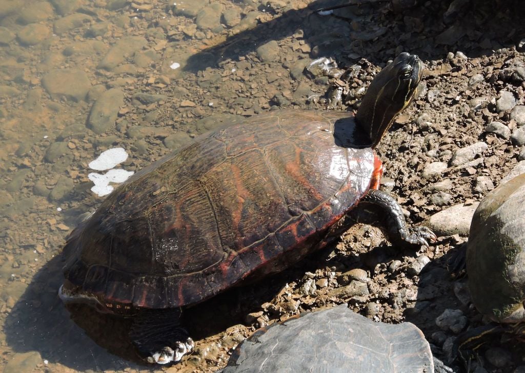 Northern red-bellied cooter photograph: adult; dorsal view, belly not shown. Dark pond turtle; reddish shell marks; striped head