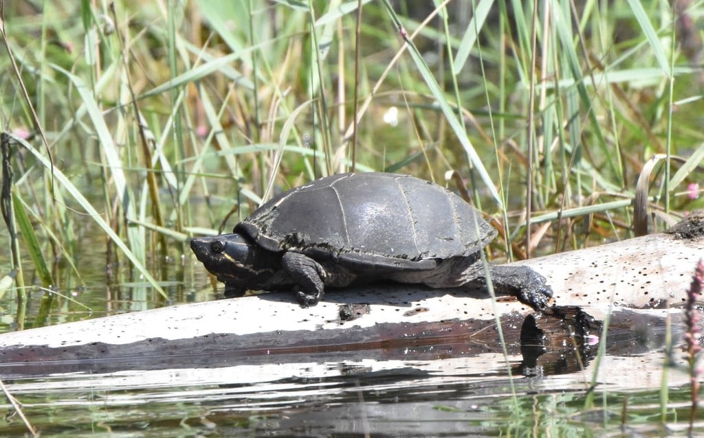 Eastern musk turtle photograph: adult; pale head stripes. Small high shell; two pale head stripes