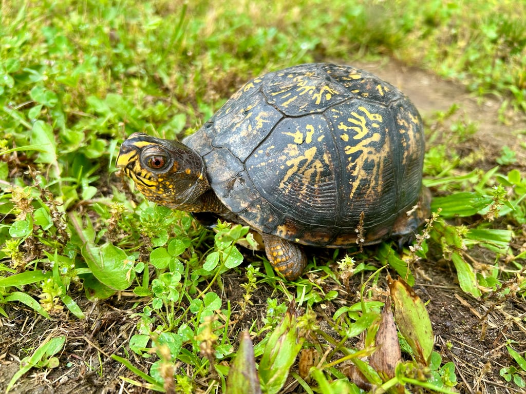 Eastern box turtle photograph: adult; high domed shell. High domed shell with variable yellow-orange marks