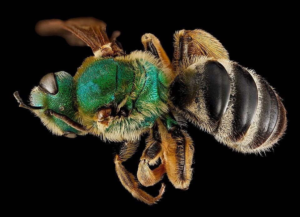 Female bicolored striped sweat bee viewed from above, with metallic green head and thorax and a dark pale-banded abdomen