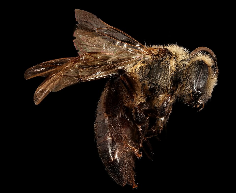 Female Andrena vicina mining bee specimen in side view, with a hairy thorax, dark abdomen and leg hairs