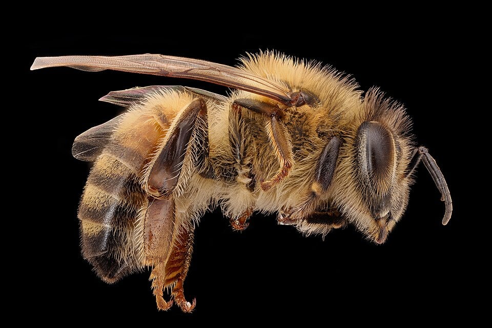Female western honey bee specimen in side view, with a hairy thorax and banded abdomen