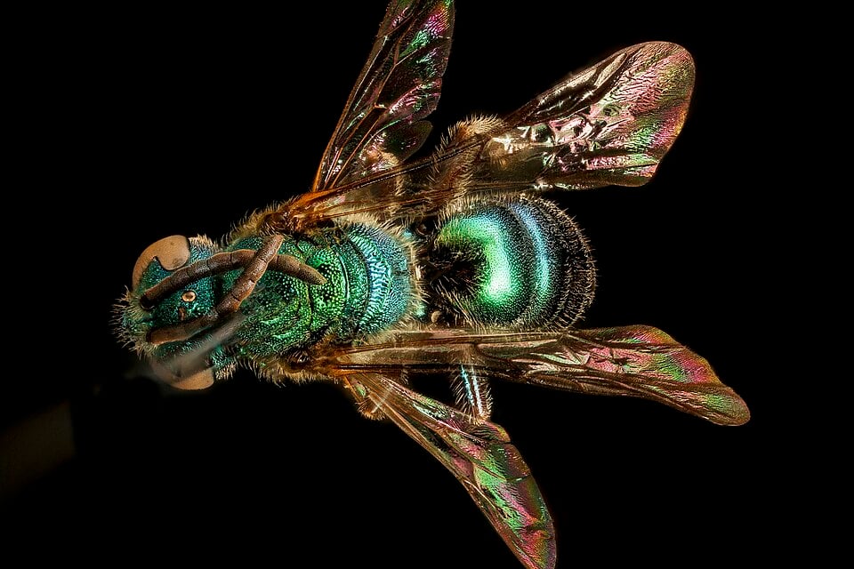 Male pure green sweat bee specimen viewed from above, showing metallic green on its head, thorax and abdomen