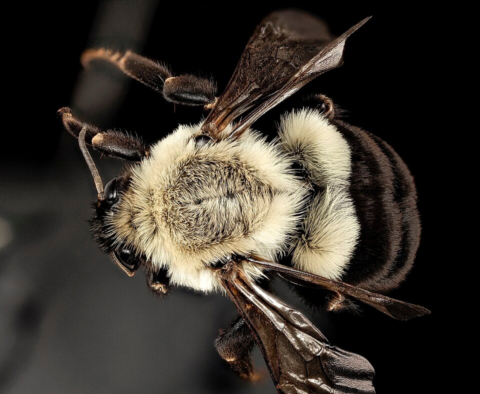 Common eastern bumble bee queen viewed from above, showing a pale thorax and first abdominal band followed by black hairs