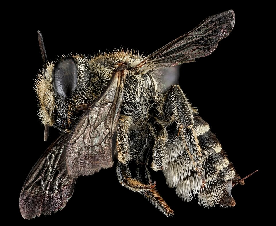 Female alfalfa leafcutter bee specimen in side view, showing pale abdominal hair bands and hairs under the abdomen