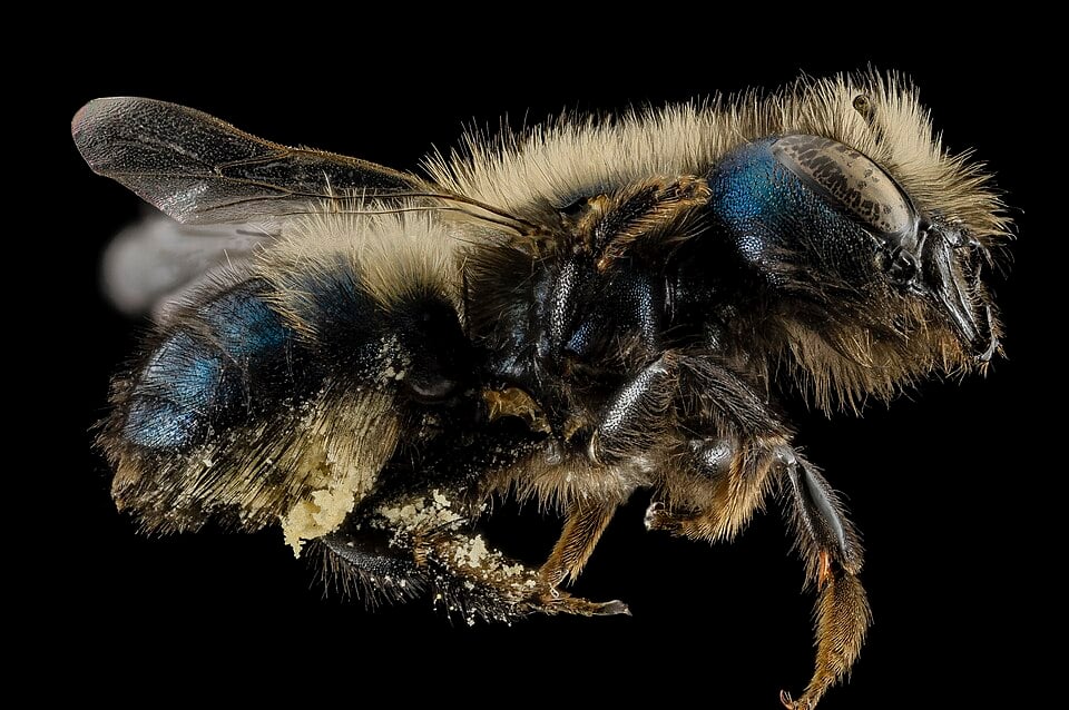 Female blue orchard mason bee specimen in side view, with metallic blue body areas and pale hairs