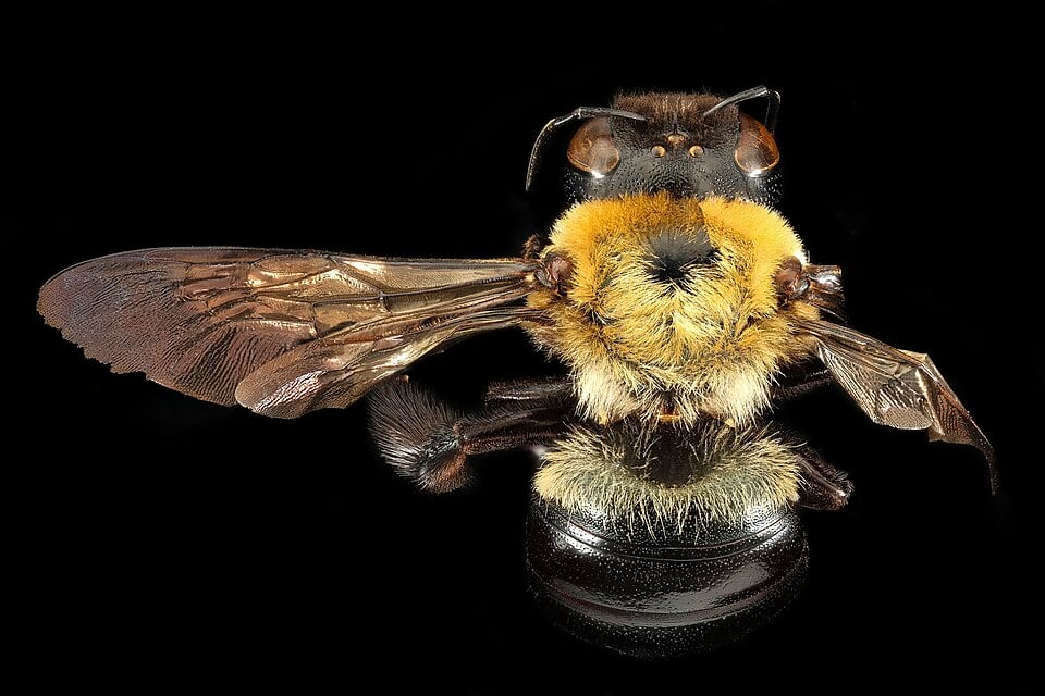 Female eastern carpenter bee in dorsal view, with yellow thorax hairs and a mostly bare shiny black abdomen
