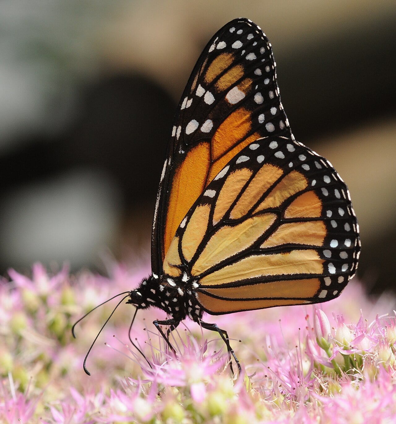 Monarch photograph: adult; sex not assigned. Orange wings; black veins and white-spotted borders