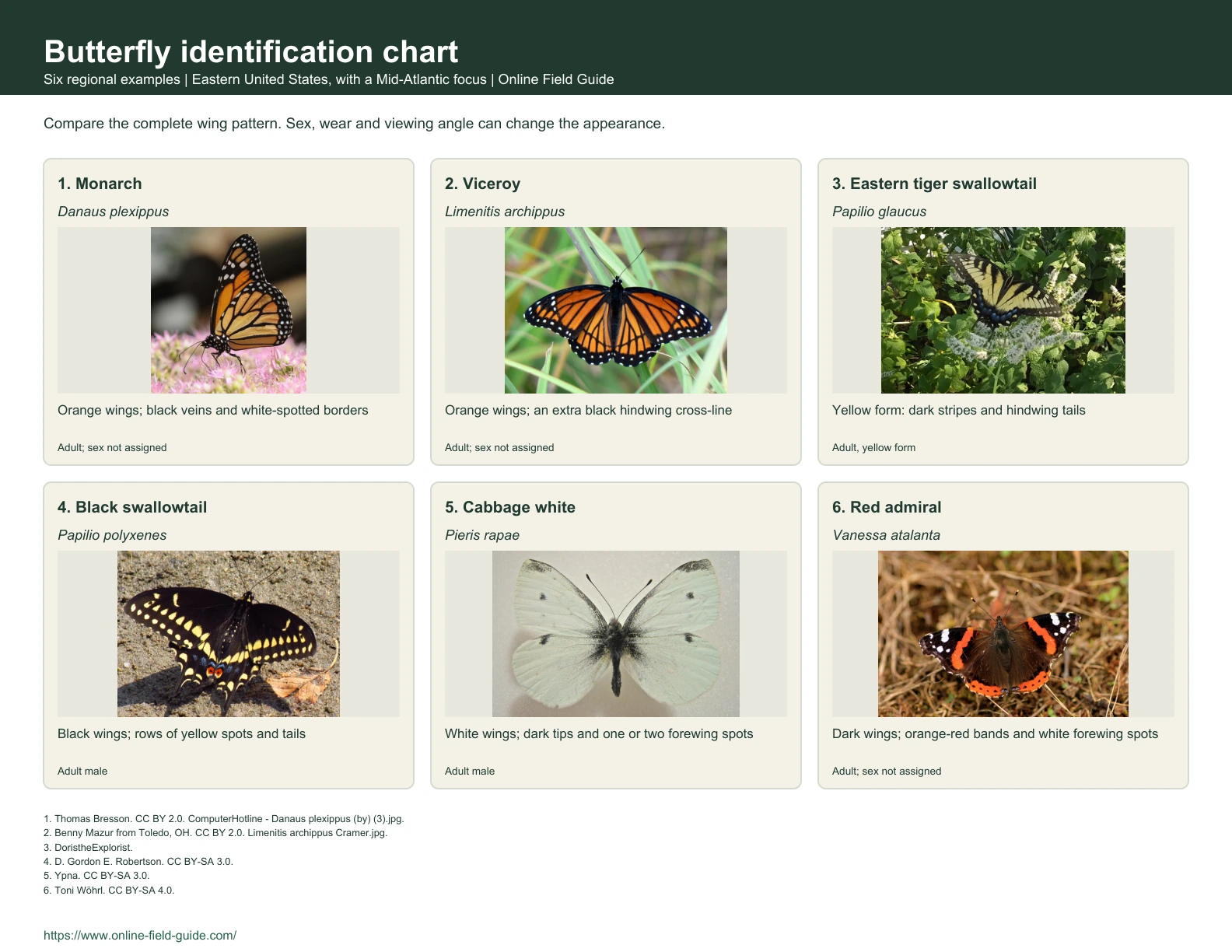 Butterfly Identification Chart: 6 Familiar Eastern-US Butterflies Identification chart with butterfly examples, names and visual clues.
