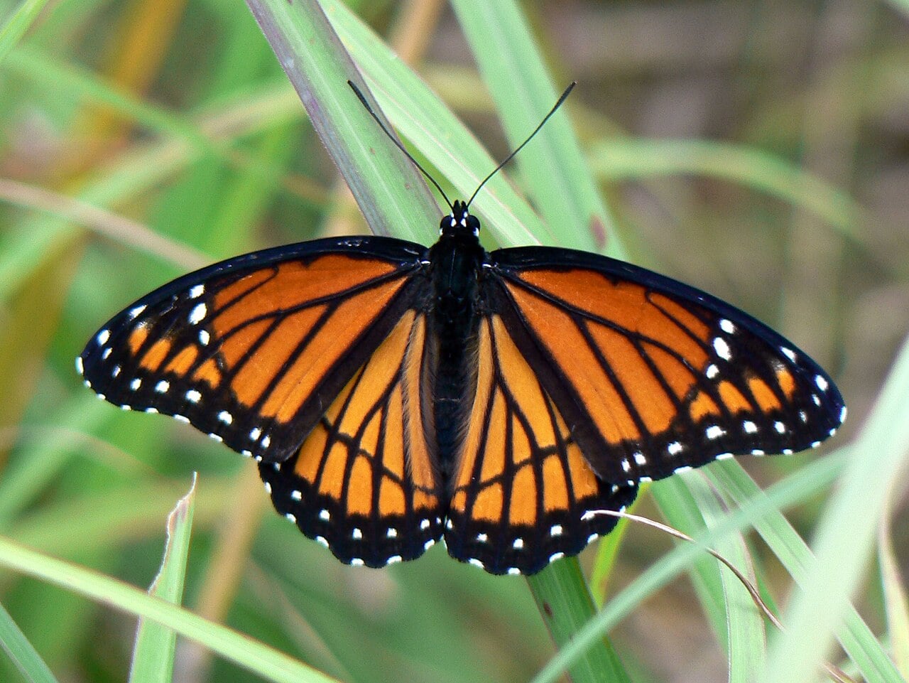 Viceroy photograph: adult; sex not assigned. Orange wings; an extra black hindwing cross-line
