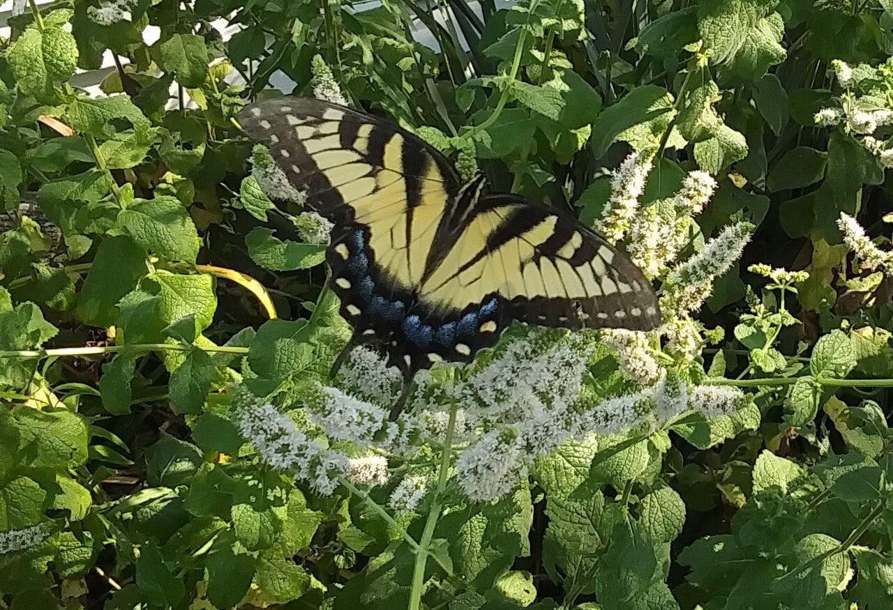 Eastern tiger swallowtail photograph: adult, yellow form. Yellow form: dark stripes and hindwing tails